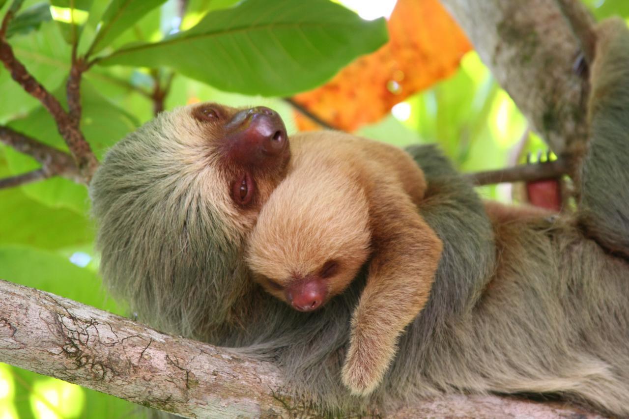 Hotel Manuel Antonio Park Zewnętrze zdjęcie