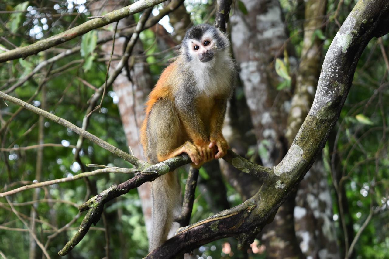 Hotel Manuel Antonio Park Zewnętrze zdjęcie