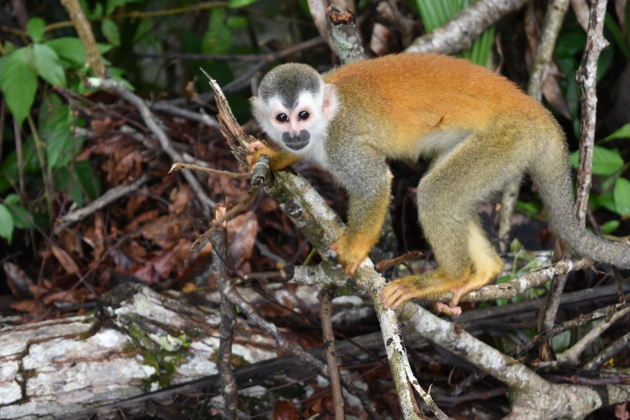 Hotel Manuel Antonio Park Zewnętrze zdjęcie